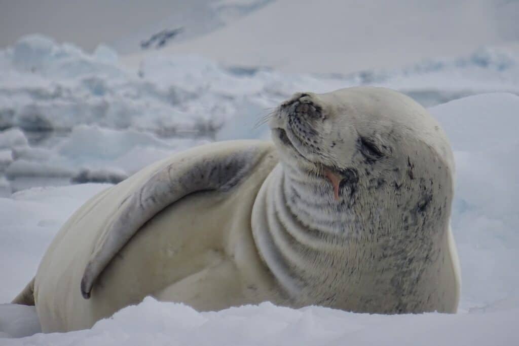 seal, antarctica, nature-4622266.jpg